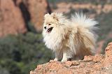 SPITZ ALLEMAND 342